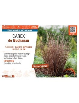 CAREX DE BUCHANAN