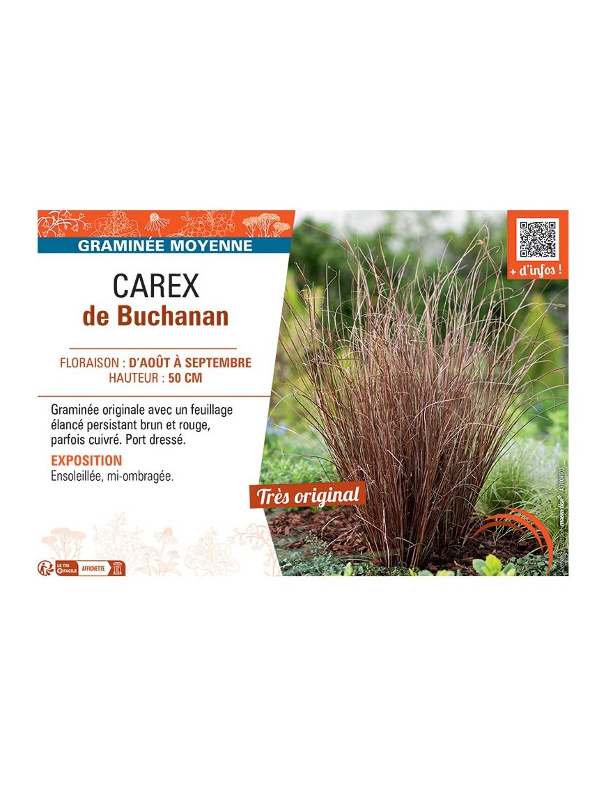 CAREX DE BUCHANAN