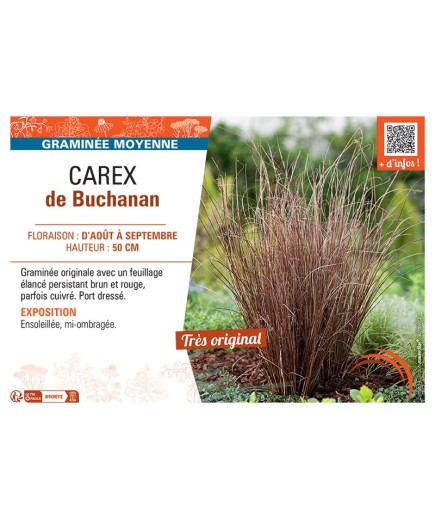 CAREX DE BUCHANAN