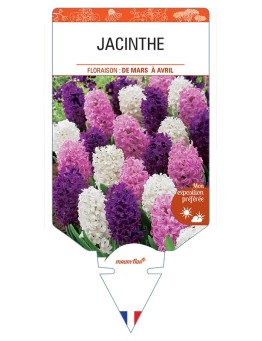 HYACINTHUS orientalis voir Jacinthe (varié)