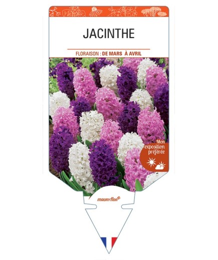 HYACINTHUS orientalis voir Jacinthe (varié)