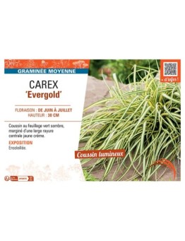 CAREX EVERGOLD