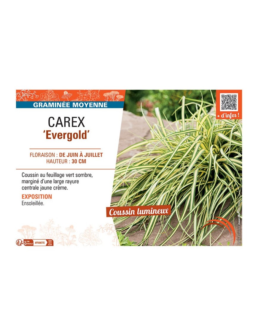 CAREX EVERGOLD