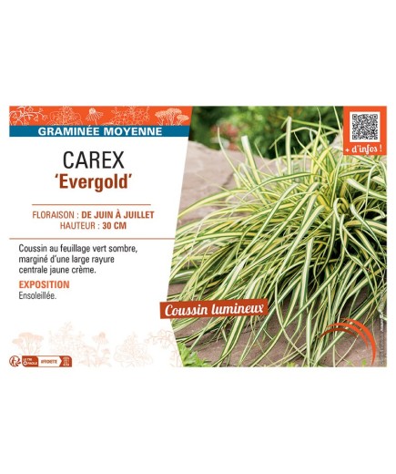 CAREX EVERGOLD