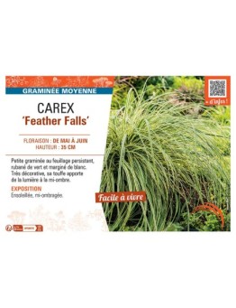 CAREX FEATHER FALLS