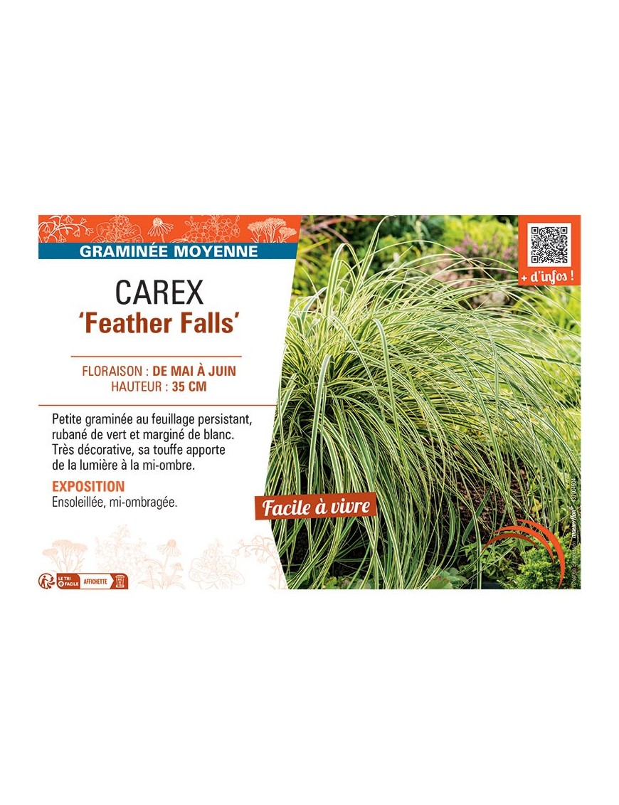 CAREX FEATHER FALLS