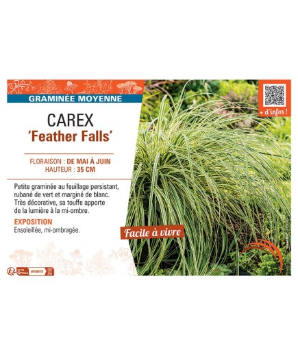 CAREX FEATHER FALLS