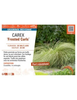 CAREX FROSTED CURLS