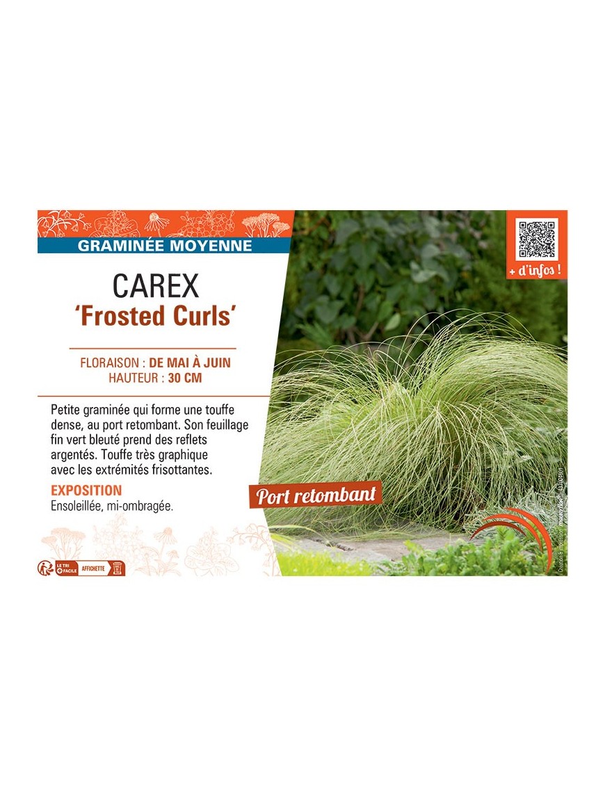 CAREX FROSTED CURLS