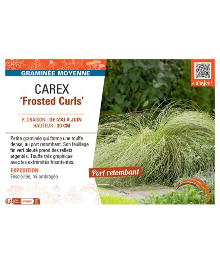 CAREX FROSTED CURLS