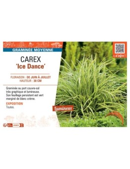 CAREX ICE DANCE