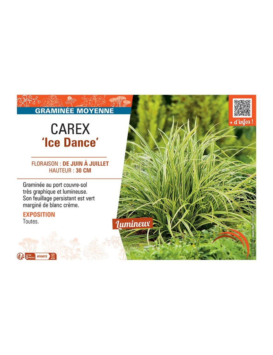 CAREX ICE DANCE
