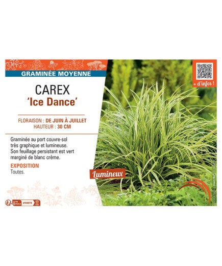 CAREX ICE DANCE