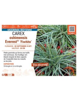 CAREX OSHIMENSIS EVEREST® FIWHITE