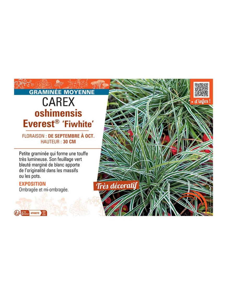 CAREX OSHIMENSIS EVEREST® FIWHITE