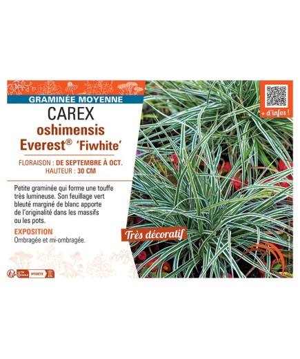 CAREX OSHIMENSIS EVEREST® FIWHITE