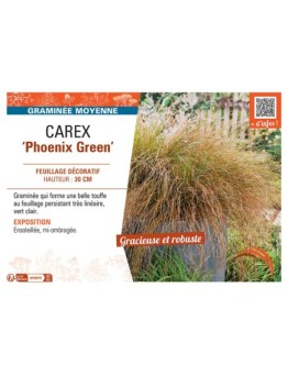 CAREX PHOENIX GREEN