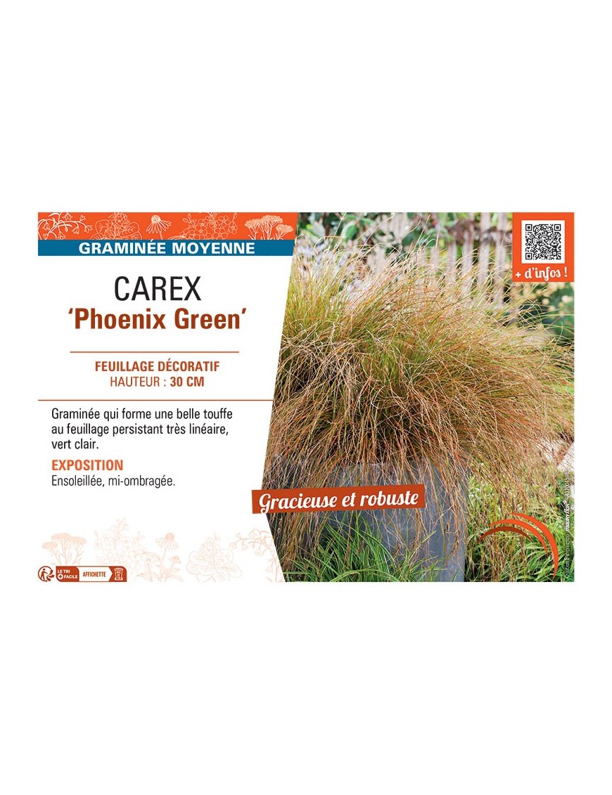 CAREX PHOENIX GREEN