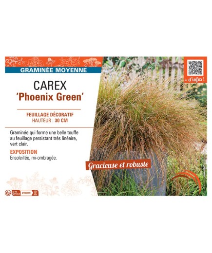 CAREX PHOENIX GREEN