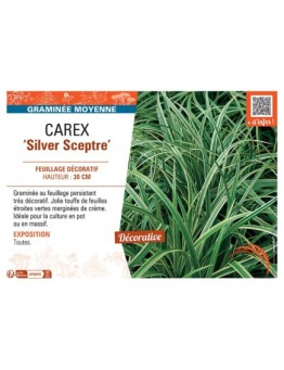 CAREX SILVER SCEPTRE