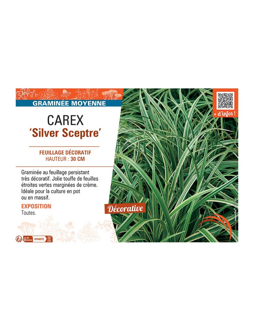 CAREX SILVER SCEPTRE
