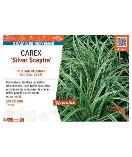 CAREX SILVER SCEPTRE