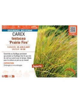 CAREX TESTACEA PRAIRIE FIRE