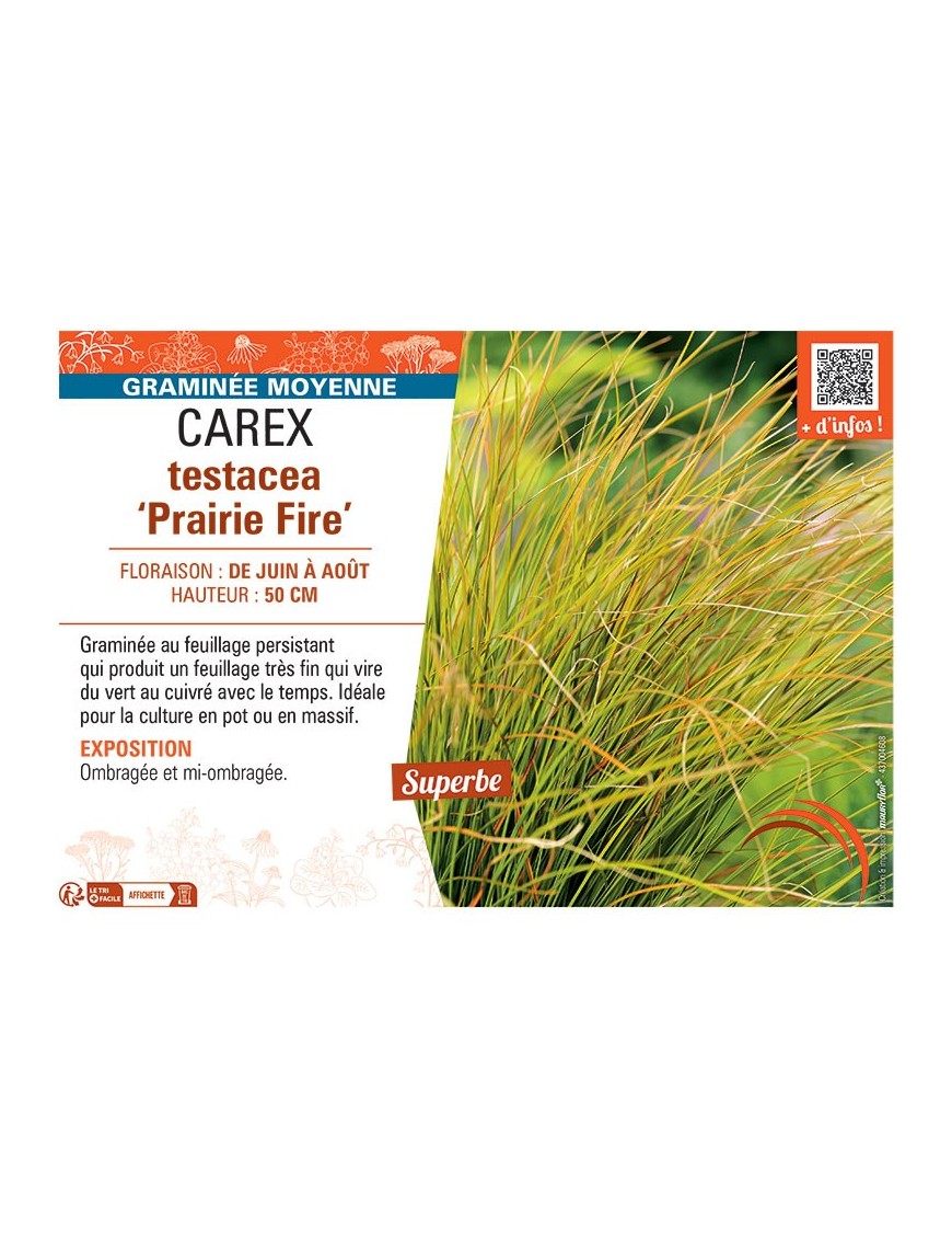 CAREX TESTACEA PRAIRIE FIRE