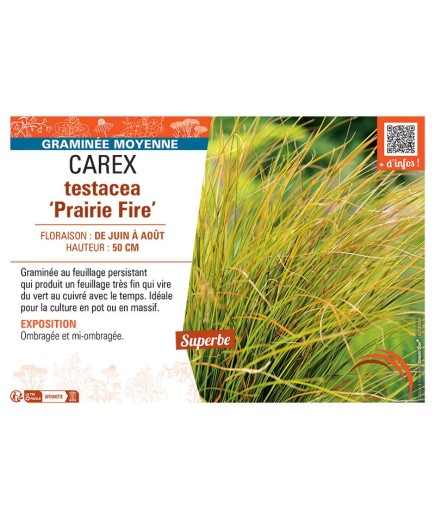 CAREX TESTACEA PRAIRIE FIRE
