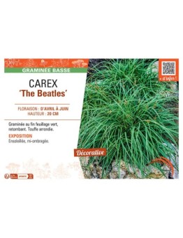 CAREX THE BEATLES