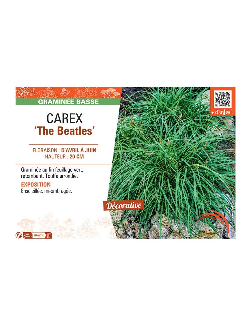 CAREX THE BEATLES