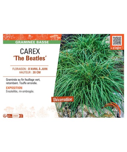 CAREX THE BEATLES
