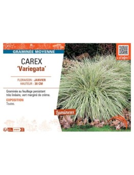CAREX VARIEGATA