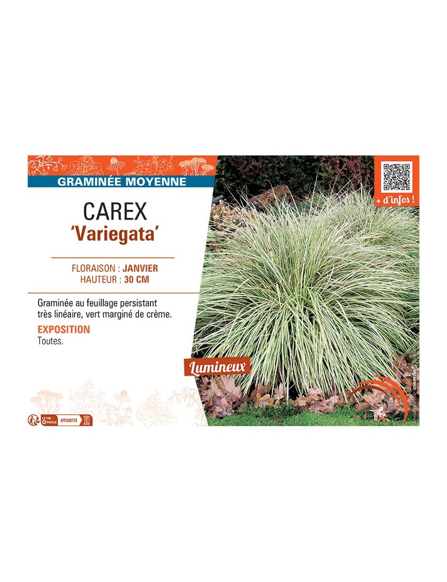 CAREX VARIEGATA