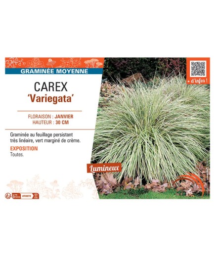 CAREX VARIEGATA