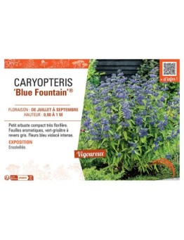 CARYOPTERIS BLUE FOUNTAIN®