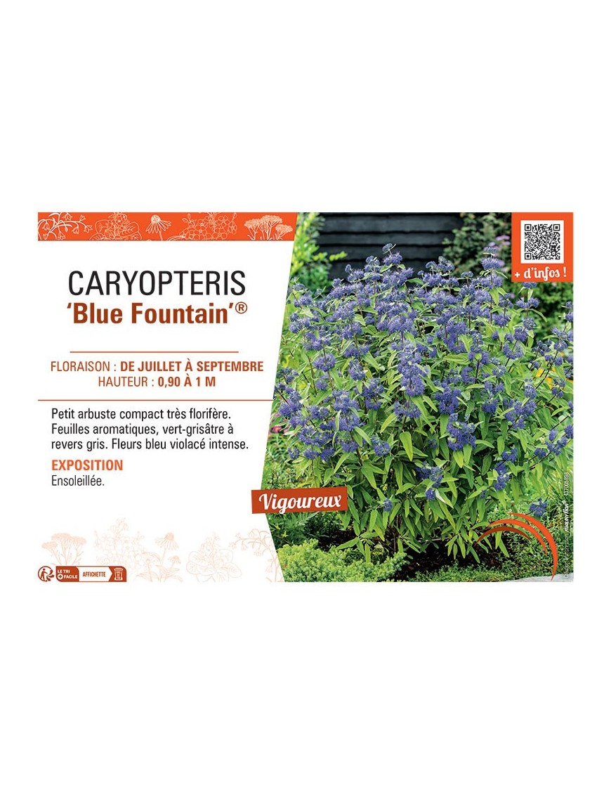 CARYOPTERIS BLUE FOUNTAIN®