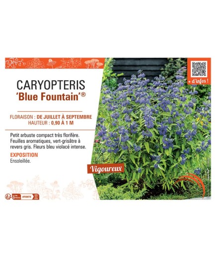 CARYOPTERIS BLUE FOUNTAIN®