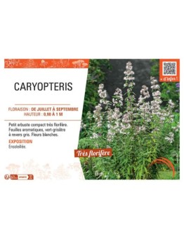 CARYPTERIS (blanc)