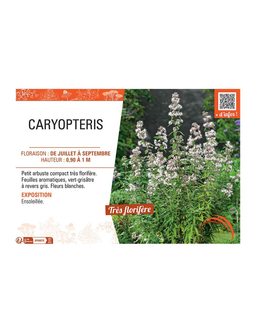 CARYPTERIS (blanc)