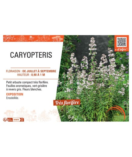 CARYPTERIS (blanc)