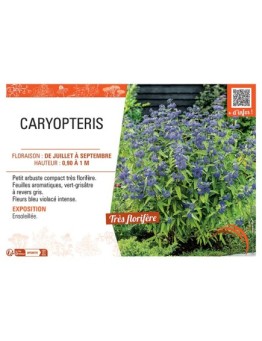 CARYPTERIS (bleu)
