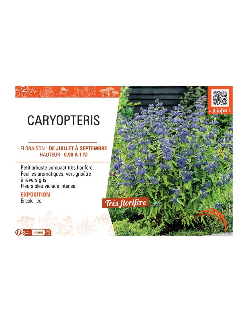 CARYPTERIS (bleu)