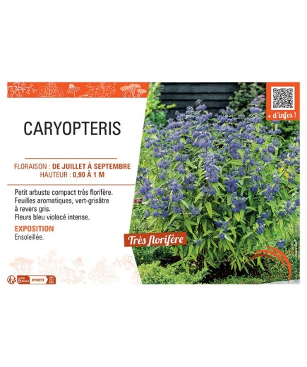 CARYPTERIS (bleu)
