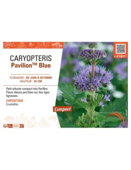 CARYPTERIS PAVILION™ BLUE