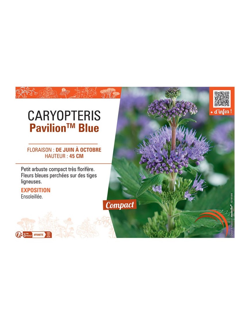 CARYPTERIS PAVILION™ BLUE