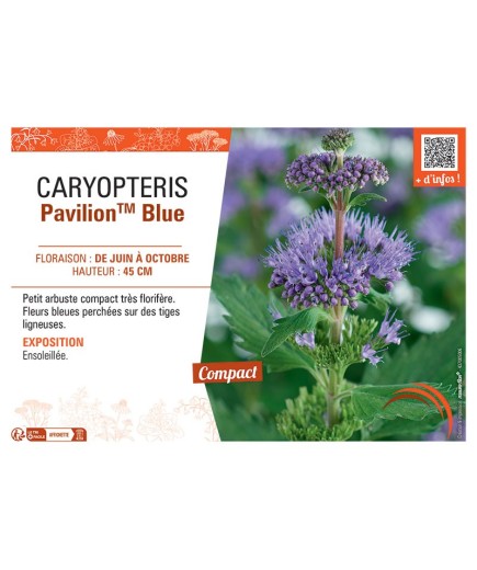 CARYPTERIS PAVILION™ BLUE