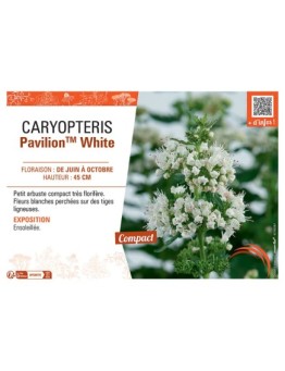 CARYPTERIS PAVILION™ WHITE