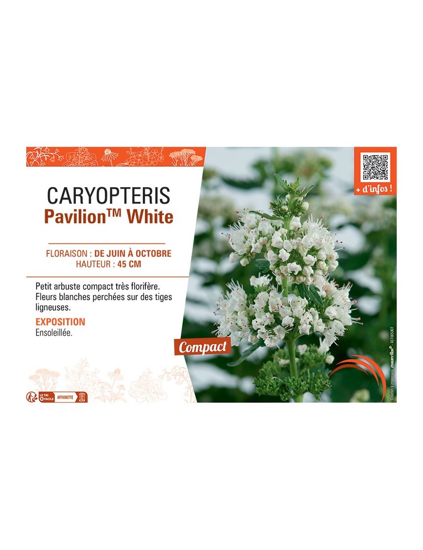 CARYPTERIS PAVILION™ WHITE