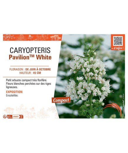 CARYPTERIS PAVILION™ WHITE